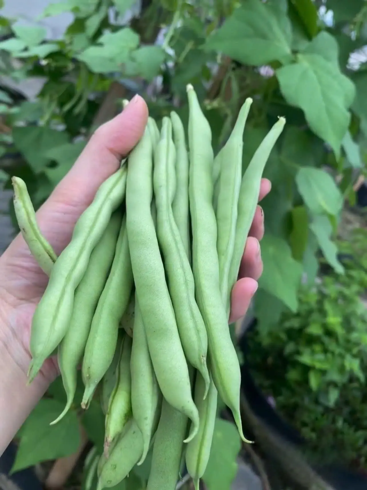 คนอายุน้อยป่วยมะเร็งตับพุ่งไม่หยุด! แพทย์เตือน “ถั่ว 4 ชนิดนี้” ต่อให้อยากแค่ไหนก็ควรกินใ