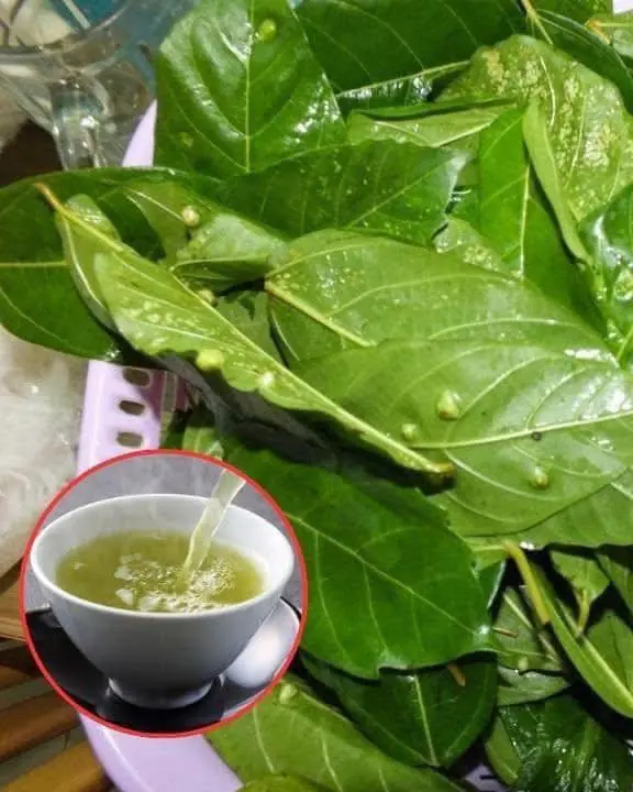 ไขความลับสมุนไพรใกล้ตัว ประโยชน์ของน้ำต้มใบมะเดื่อที่หลายคนมองข้าม