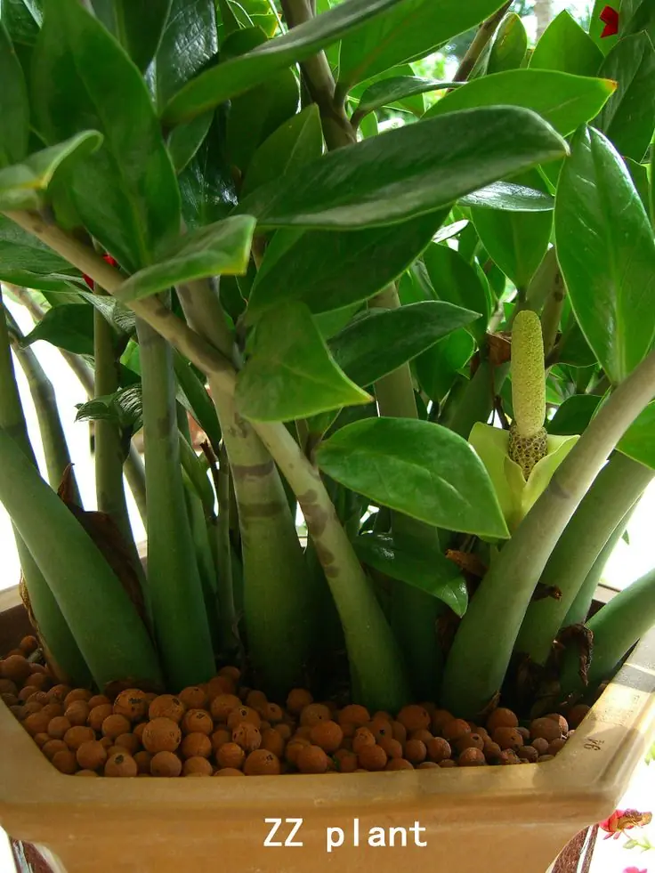 อย่ารดแค่น้ำเปล่า! ผสมสิ่งนี้ลงไปในน้ำรด “กวักมรกต” หน่อพุ่ง ใบเขียวเข้ม แตกกอไว