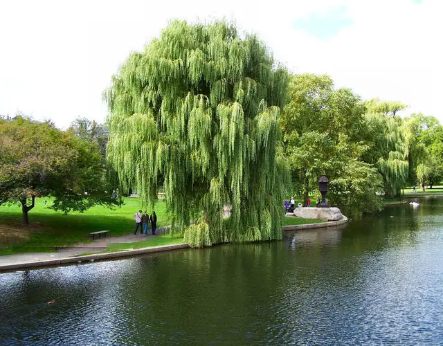 ตามหลักฮวงจุ้ย มีต้นไม้บางชนิดที่ไม่ควรปลูกไว้หน้าบ้าน เพราะอาจ “ดึงดูด” เคราะห์ร้ายและ