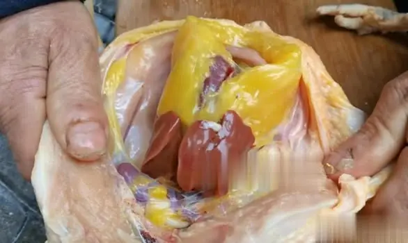 เผยความลับของดีใกล้ตัว! ส่วนของไก่ที่มีค่าดั่งทองคำแต่คนไทยมักทิ้ง