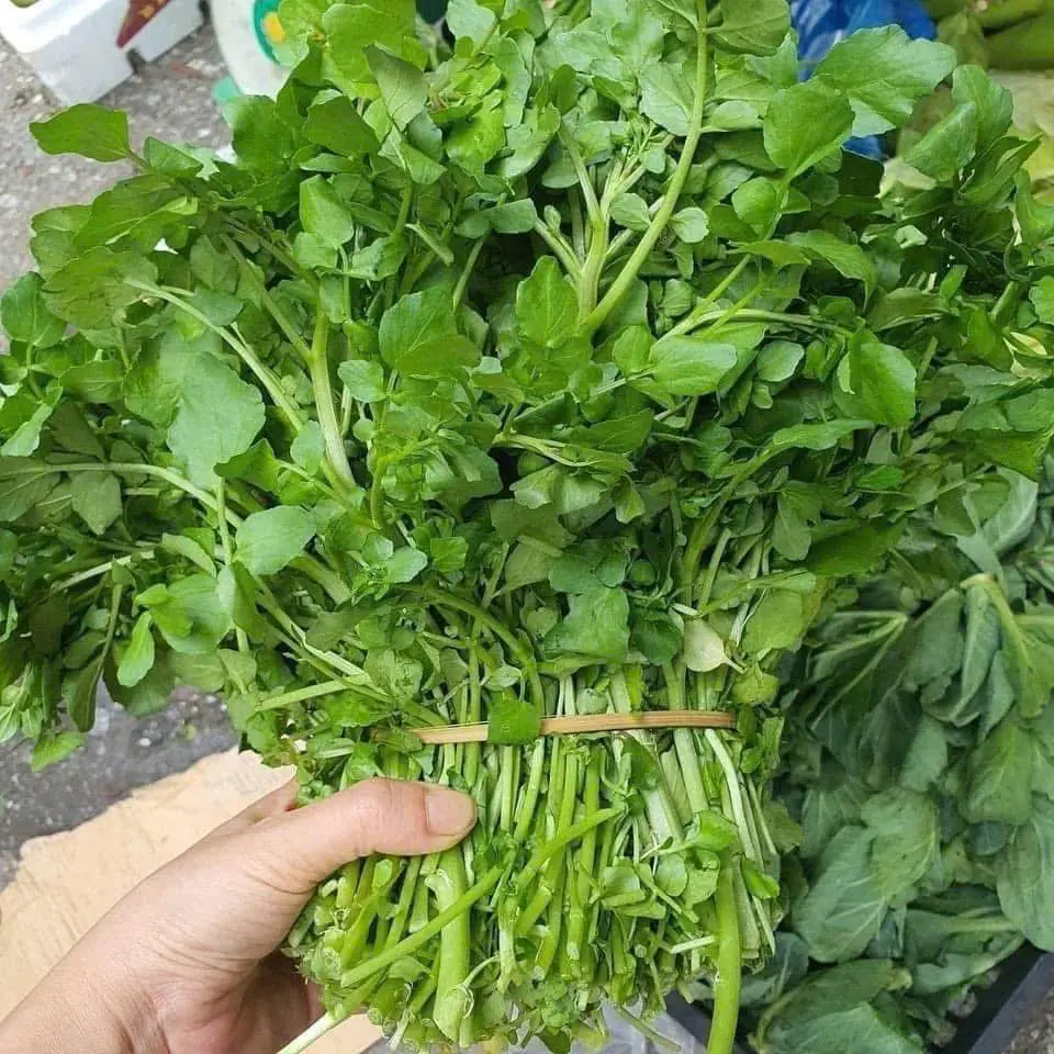 ผักสลัดน้ำ พลังจากธรรมชาติที่คุณอาจยังไม่เคยรู้