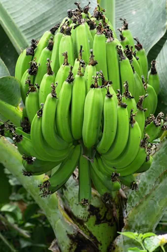 บ้านไหนมี 3 ต้นไม้นี้ต้องระวัง! อยู่ไปเงินรั่วไม่หยุด ขายบ้านก็ยังใช้หนี้ไม่หมด