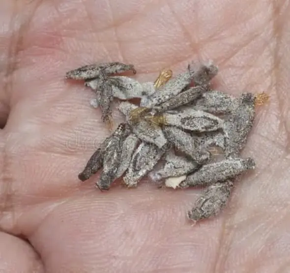 เจอถุงเล็ก ๆ คล้ายไข่ในบ้าน อย่ามองข้าม! ผู้เชี่ยวชาญเตือนควรกำจัดทันที