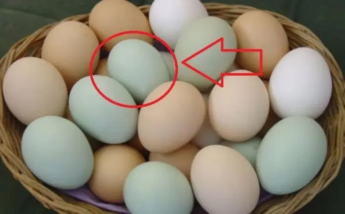 ไข่เปลือกขาวหรือไข่เปลือกเขียว เลือกแบบไหนดีต่อสุขภาพ