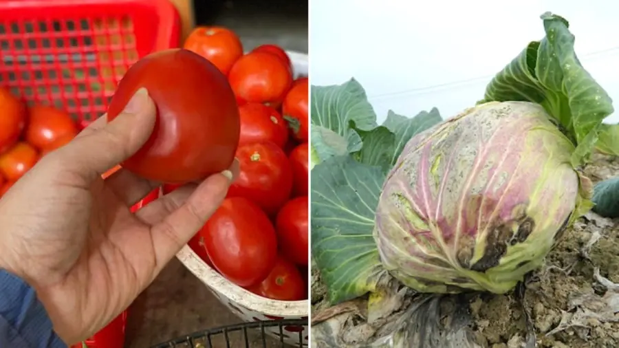 เมื่อไปซื้อผักที่ตลาด มีผัก 6 ชนิดที่ผู้เชี่ยวชาญจะไม่ซื้อเด็ดขาด ไม่ว่าจะราคาถูกแค่ไหน แ