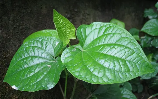 ไม่ว่าบ้านของคุณจะเล็กแค่ไหน คุณก็ควรปลูกต้นไม้นี้ทันที มิเช่นนั้นคุณจะเสียใจภายหลัง