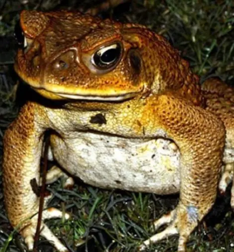 ความเชื่อโบราณที่สืบทอดกันมา: คางคกเข้าบ้านคือโชคลาภ