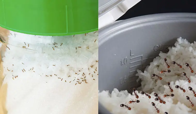 มดขึ้นหม้อข้าวและขวดน้ำตาล? นี่คือเคล็ดลับไล่มดง่าย ๆ ในพริบตา