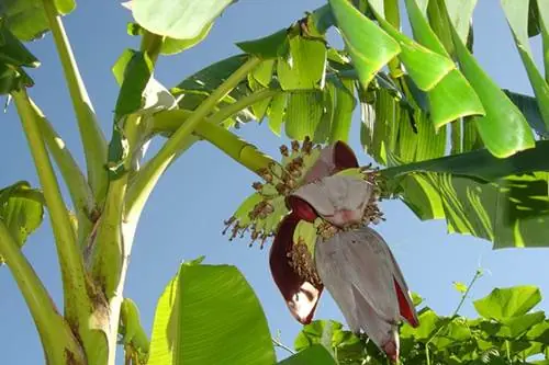 บรรพบุรุษได้เตือนไว้ว่า:ต้นไม้ 5 ปีศาจหน้าบ้าน ผู้อยู่จะเอาเงินทองร่อยหรอ อย่าคิดว่าไม่จร