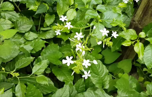 ต้นไม้ 7 ชนิดที่ทำให้งูชอบเข้าบ้าน บางต้นคุ้นเคยมาก ต่อให้สวยหรือหอมแค่ไหน ก็ต้องตัดใจถอน