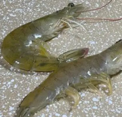 เลือกกุ้งตัวตรงหรือตัวโค้งดี? ความลับจากปากพ่อค้าที่คุณต้องอ่าน