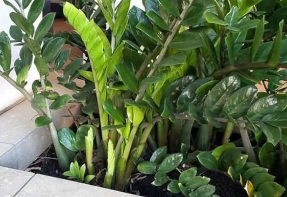 เคล็ดลับการดูแลต้นกวักมรกตให้แตกหน่อดกและใบเขียวเงางามตลอดทั้งปี