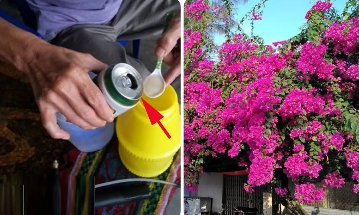 3 น้ำรดต้นไม้ที่ช่วยให้เฟื่องฟ้าออกดอกสวยตลอดปี