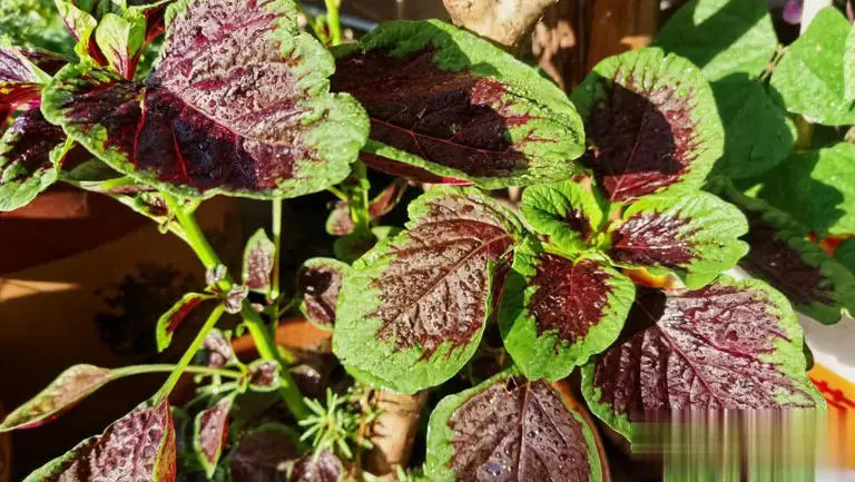 ประสบการณ์ซื้อผัก 30 ปี! 5 ชนิดผักที่ชาวสวนบอกว่า “ไม่ใช้ยาฆ่าแมลง” สด อร่อย แถมราคาถูก