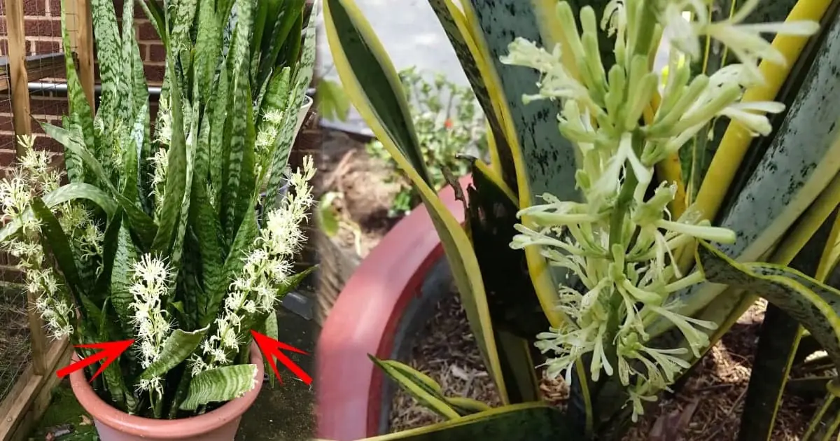 5 ต้นไม้ประดับที่ไม่ค่อยมีดอกออก จะบานเมื่อมีล.างเท่านั้น นั้นคือต้นไม้อะไรบ้าง?