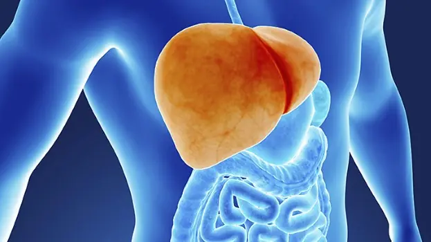 คนที่ตับไม่ดี มักจะมี 2 จุดบนร่างกายที่ “มีกลิ่นแรง” อยู่บ่อย ๆ ถ้าคุณไม่มีอาการแบบนี้ ถือว