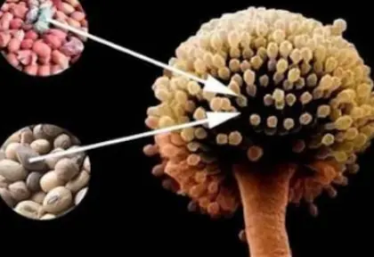 เมล็ดทานตะวันทานเพลินแต่อาจแฝงภัยเงียบที่คาดไม่ถึง