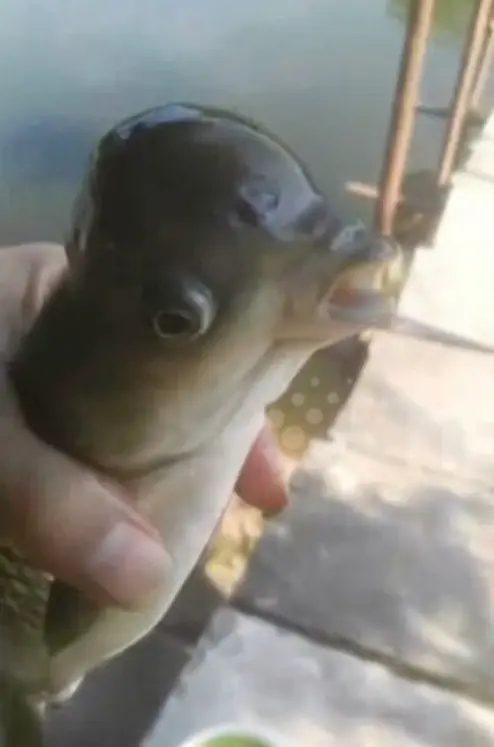 ไขปริศนาสัตว์ประหลาดหัวนกตัวปลา เรื่องจริงหรือแค่ความผิดปกติของธรรมชาติ?