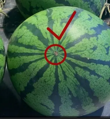 เคล็ดลับการเลือกแตงโมสุกแข็ง เนื้อแดงสด หวานชื่นใจ เปลือกบางเหมือนกระดาษ