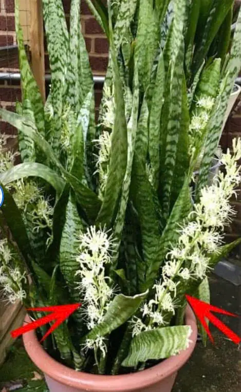 5 ไม้ประดับที่ไม่ค่อยออกดอก แต่จะบานเมื่อถึงจังหวะพิเศษ หลายคนอาจไม่เคยรู้