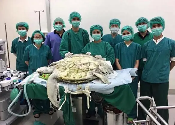 ความเชื่อที่เกือบกลายเป็นโศกนาฏกรรม: เมื่อสัตว์โลกต้องรับกรรมจากมือมนุษย์