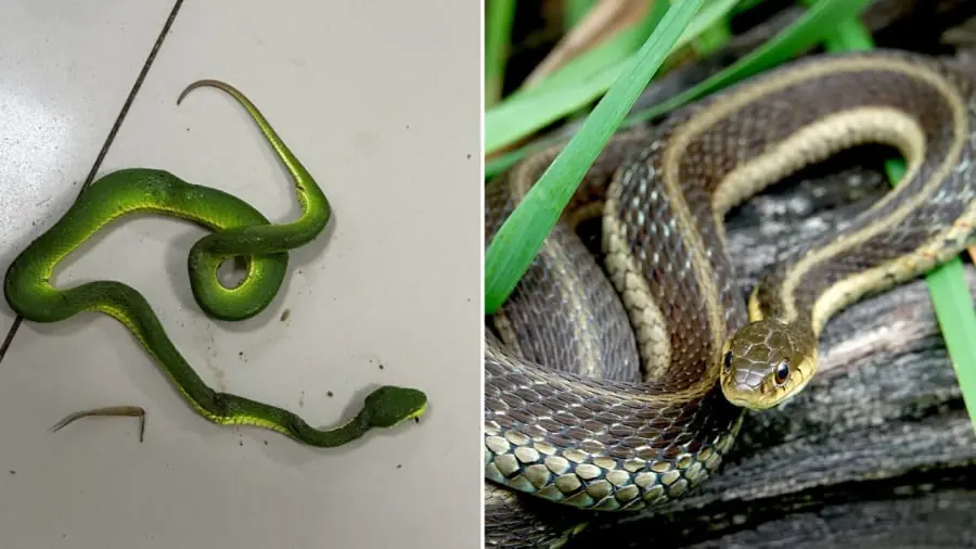 3 วิธีป้องกันงูเลื้อยเข้าบ้าน ที่ทุกคนควรรู้ไว้เพื่อปกป้องครอบครัวของตน