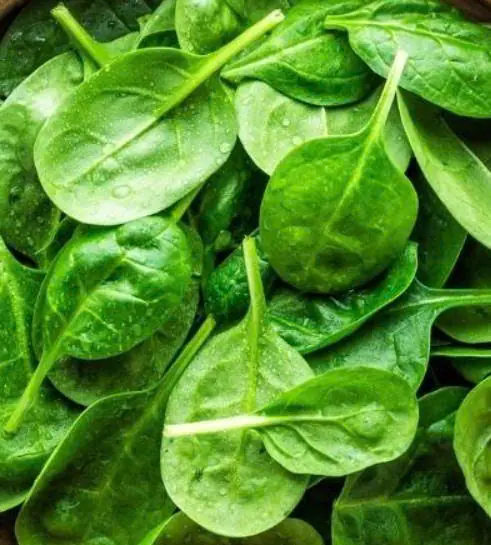 แพทย์หญิงวัย 100 ปี ยังทำงานดูแลคนไข้ เผยเคล็ดลับอายุยืนจากผัก 4 ชนิด