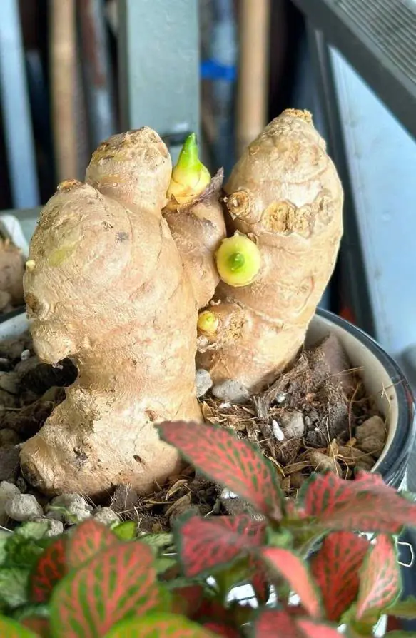 คำแนะนำสำหรับครอบครัวที่กำลังปลูกขิง ปลูกอย่างไรให้ได้ผลดี โตไว และเก็บเกี่ยวคุ้มค่า