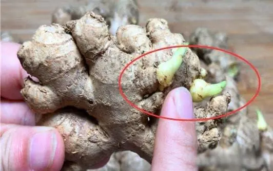 เคล็ดลับเลือกขิงสดให้ปลอดภัย เลี่ยงขิงเน่าเสียที่เป็นอันตรายต่อร่างกาย