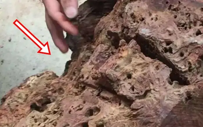 พบไม้ท่อนหนึ่งถูกประเมินมูลค่าสูงถึงประมาณ 43 ล้านบาท: ทุกคนต่างเสียดายเมื่อรู้ว่าของล้ำค