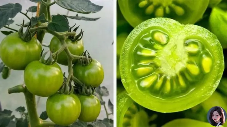 เผยรายชื่อผักที่อาจกลายเป็นพิษหากทานไม่ถูกวิธี