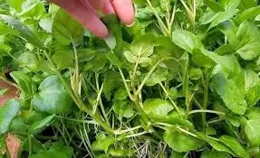 ทั้งโลกจัดงานฉลอง! เพราะเพิ่งค้นพบผักชนิดหนึ่งที่มีคุณสมบัติต้านม.ะเ.ร็.งมากกว่ายารักษาเ