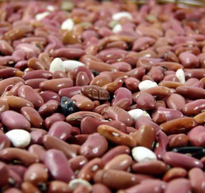 อย่าแตะต้องอาหาร 4 ชนิดนี้ที่ อัน.ตร.าย.ถึง.ชีวิ.ต! แม้จะปรุงให้สุก มาก ๆ ก็ยังอาจ “ฆ่า.คุณ.ได้”