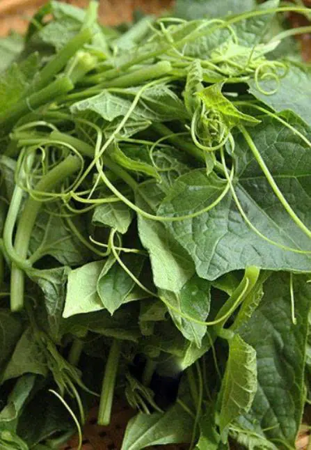 ผักไทยตัวนี้คือ “ตัวฆ่.าน้ำตาล” ของจริง! เบาหวานกลัวที่สุด นักวิจัยญี่ปุ่นยกย่องสรรพคุณ