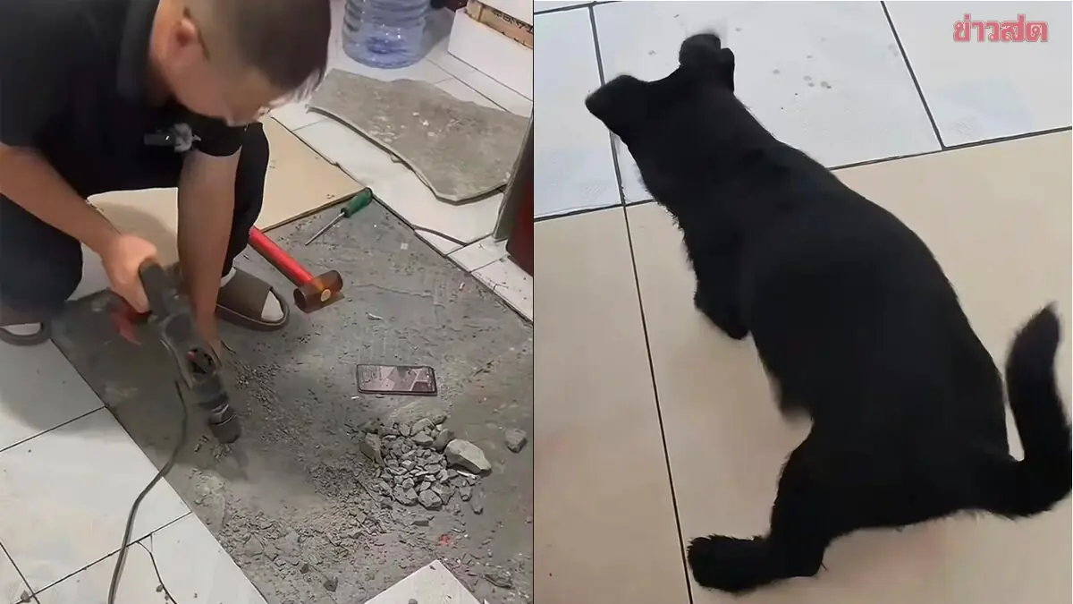 ยอมเจาะพื้นห้องเช่า เพราะเจ้าตูบ - ผลสุดอึ้ง