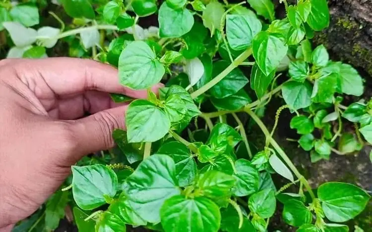 ผักพื้นบ้าน 2 ชนิดขึ้นเองตามสวน หลายคนมองข้าม แต่มีคุณค่าทางโภชนาการสูง