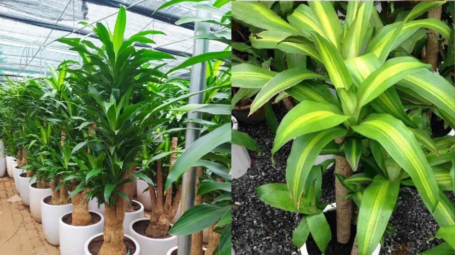 บ้านไหนปลูกต้นวาสนา ต้องระวัง 3 เรื่องสำคัญนี้ หลายคนทำผิดโดยไม่รู้ตัว