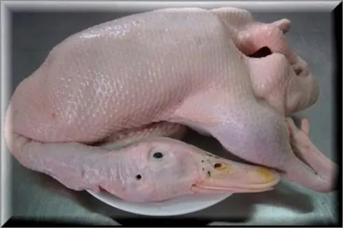 เคล็ดลับถอนขนเป็ดให้เกลี้ยงเกลา ไร้กลิ่นสาบ ทำเองได้ที่บ้าน