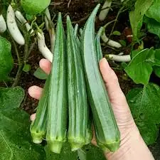 5 ความจริงของกระเจี๊ยบเขียวที่คุณอาจไม่เคยรู้: สุดยอดอาหารเพื่อสุขภาพ