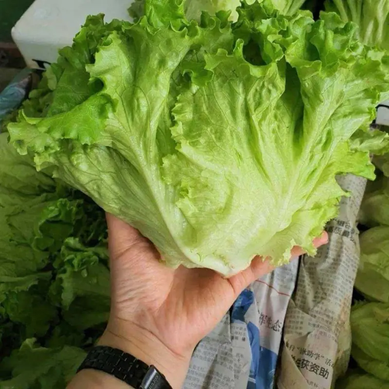 ผักชนิดนี้มีแคลเซียมสูงกว่าน้ำซุปกระดูกตุ๋นถึง 36 เท่า กินสดหรือสุกก็มีประโยชน์มาก