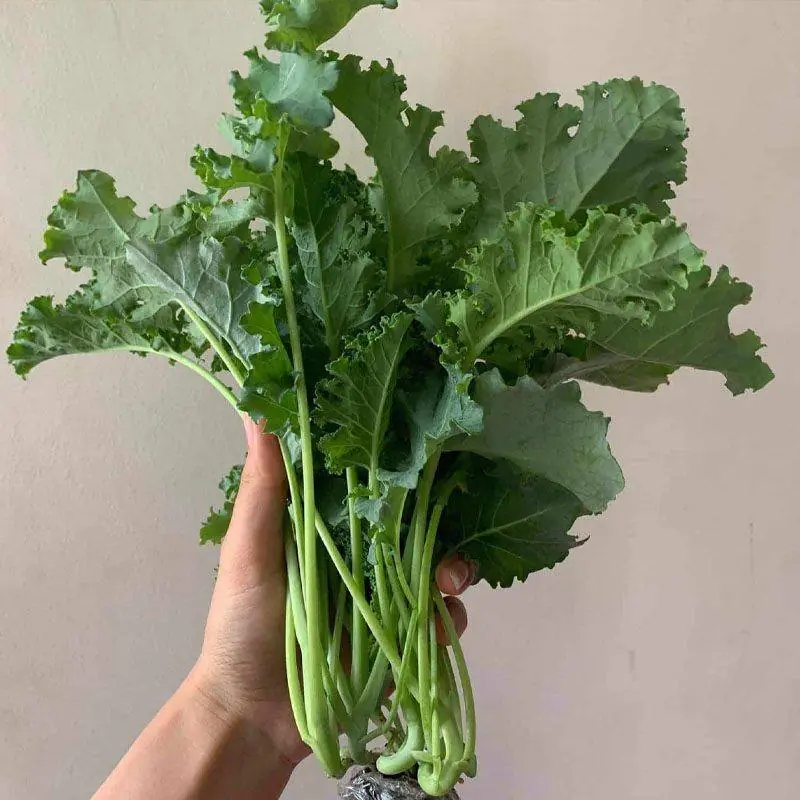 หมออังกฤษ เปิดชื่อผัก 7 ชนิด "ดูดซับน้ำตาลในเลือด" ยิ่งกินยิ่งสุขภาพดี ที่ไทยมีครบ