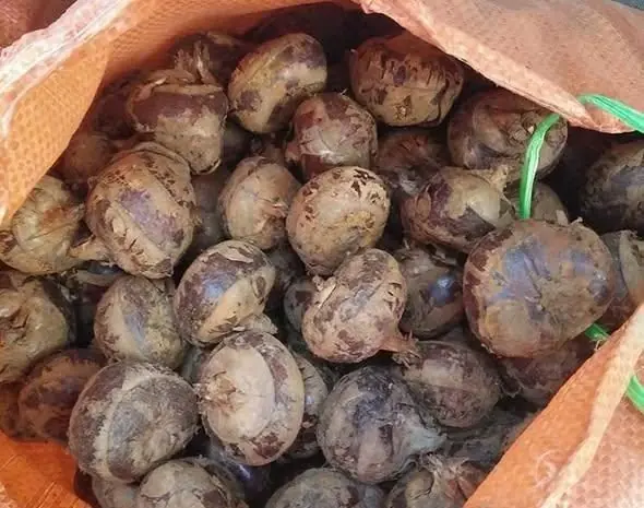 กินเพียง 1 ชิ้น เท่ากับนำปรสิตจำนวนมากเข้าสู่ร่างกาย หลายคนไม่ทันสังเกตและยังกินอย่างไม่