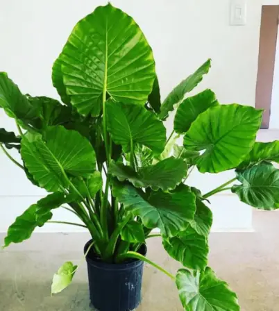 5 ต้นไม้ “อัปมงคล” ไม่ควรวางไว้ในห้องรับแขก หลายคนปลูกเพราะสวย แต่ไม่รู้ว่ากำลังนำปัญหาเข