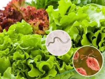 3 ชนิดเป็น "รังของพ.ย.า.ธิ" แต่หลายคนยังกินสดๆ อยู่