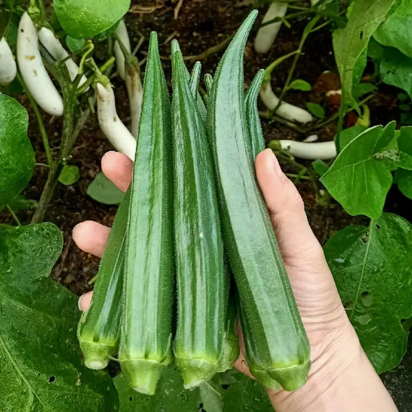 ต้มกระเจี๊ยบเขียว อย่าลืมทำขั้นตอนนี้! สุกไว สีเขียวสด กินไม่เมือก แถมเพิ่มคุณค่าทางอาหาร