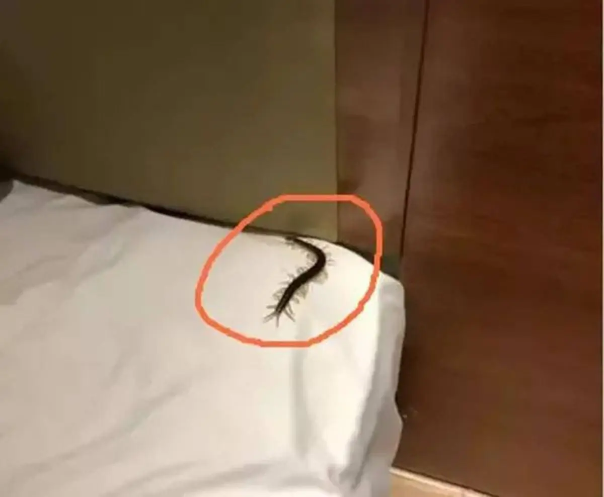 รู้หรือไม่? ทำไม “คนฉลาด” ถึงไม่ฆ่าตะขาบเมื่อเห็นมันอยู่ในบ้าน
