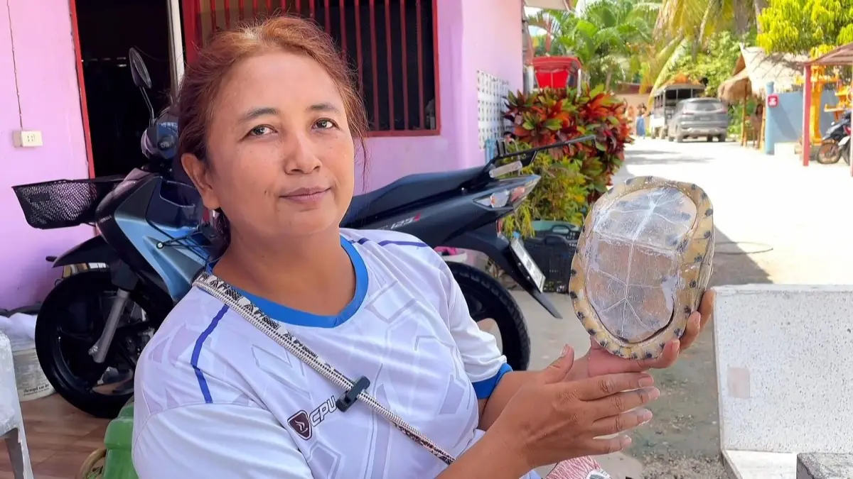 ฮือฮา "เต่าหับ" ไม่มีหัว-ไม่มีขา แต่มีเลขเด็ดเห็นชัด คอหวยบอกหายากมาก จัดเต็มแน่งวดนี้!