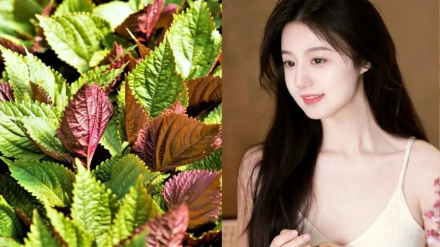 สูตรใบกะเพราที่สาวญี่ปุ่นชอบใช้ ผิวดูใสขึ้นแบบไม่ต้องพึ่งครีมแพง