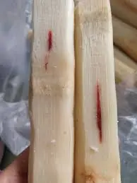 ไขข้อสงสัย รอยสีแดงในเนื้ออ้อยคืออะไร และเราสามารถนำมารับประทานได้หรือไม่